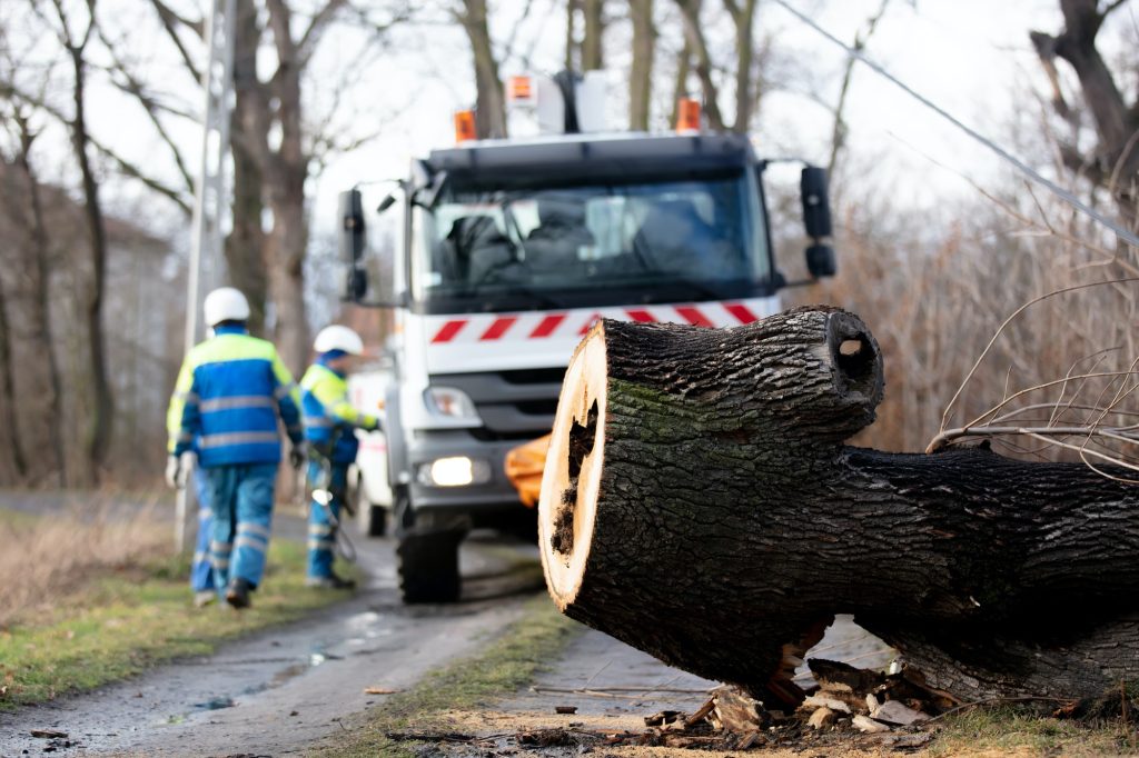 the emergency service removes a rotten tree that fell on a power line from the road